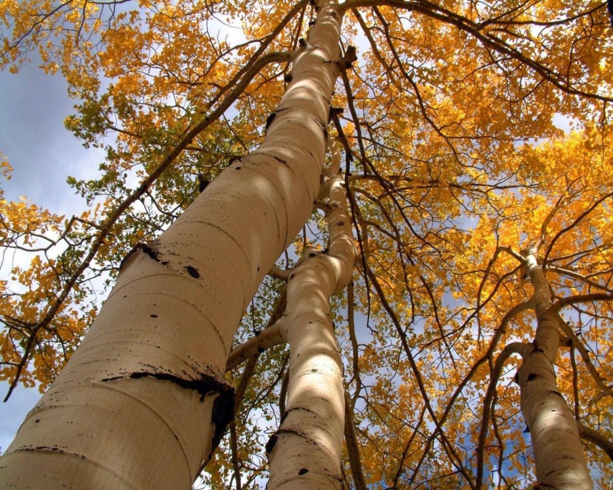 Тополь осинообразный