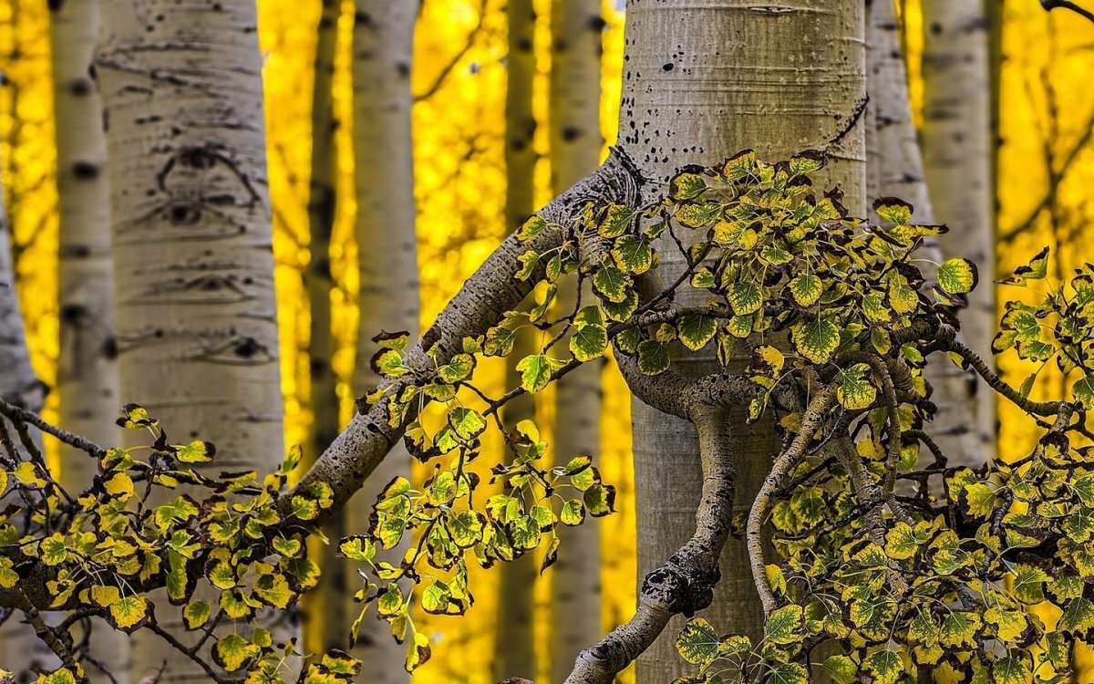 Осина ствол дерева