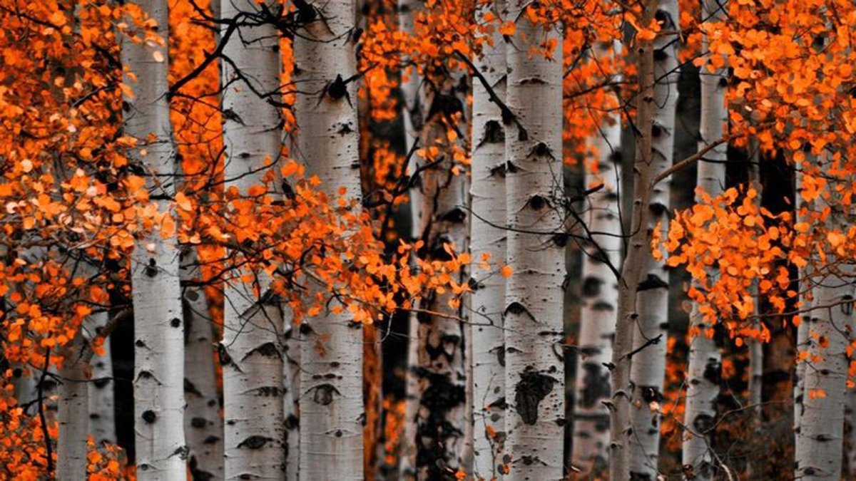 Осина осенью одно дерево