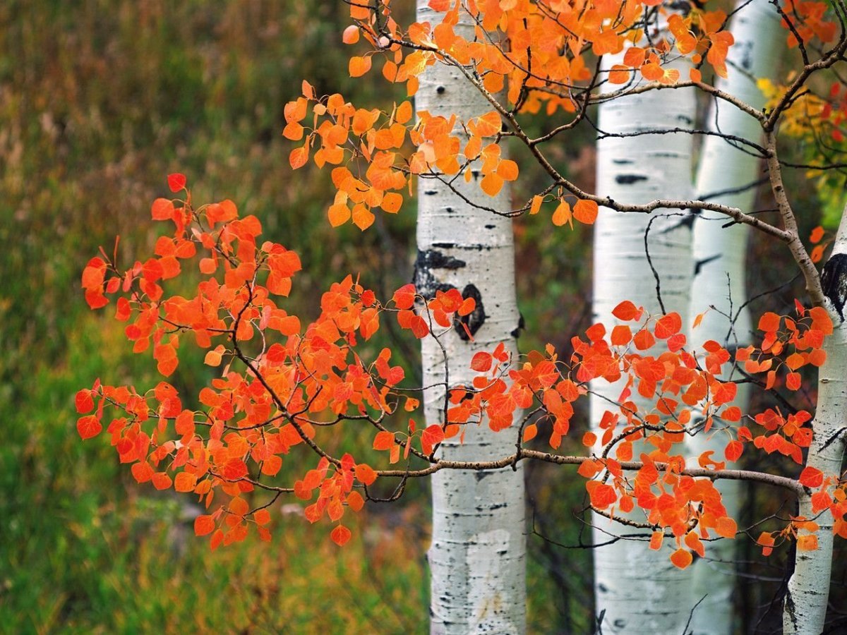 Осина осенью фото
