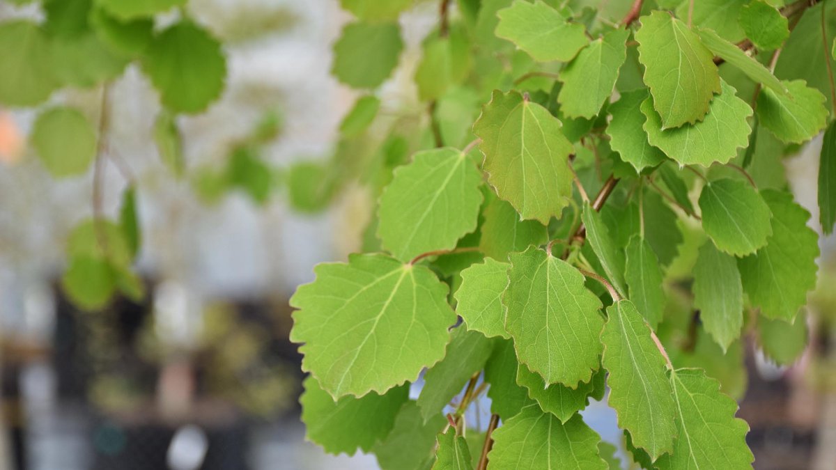 Осина в народной медицине