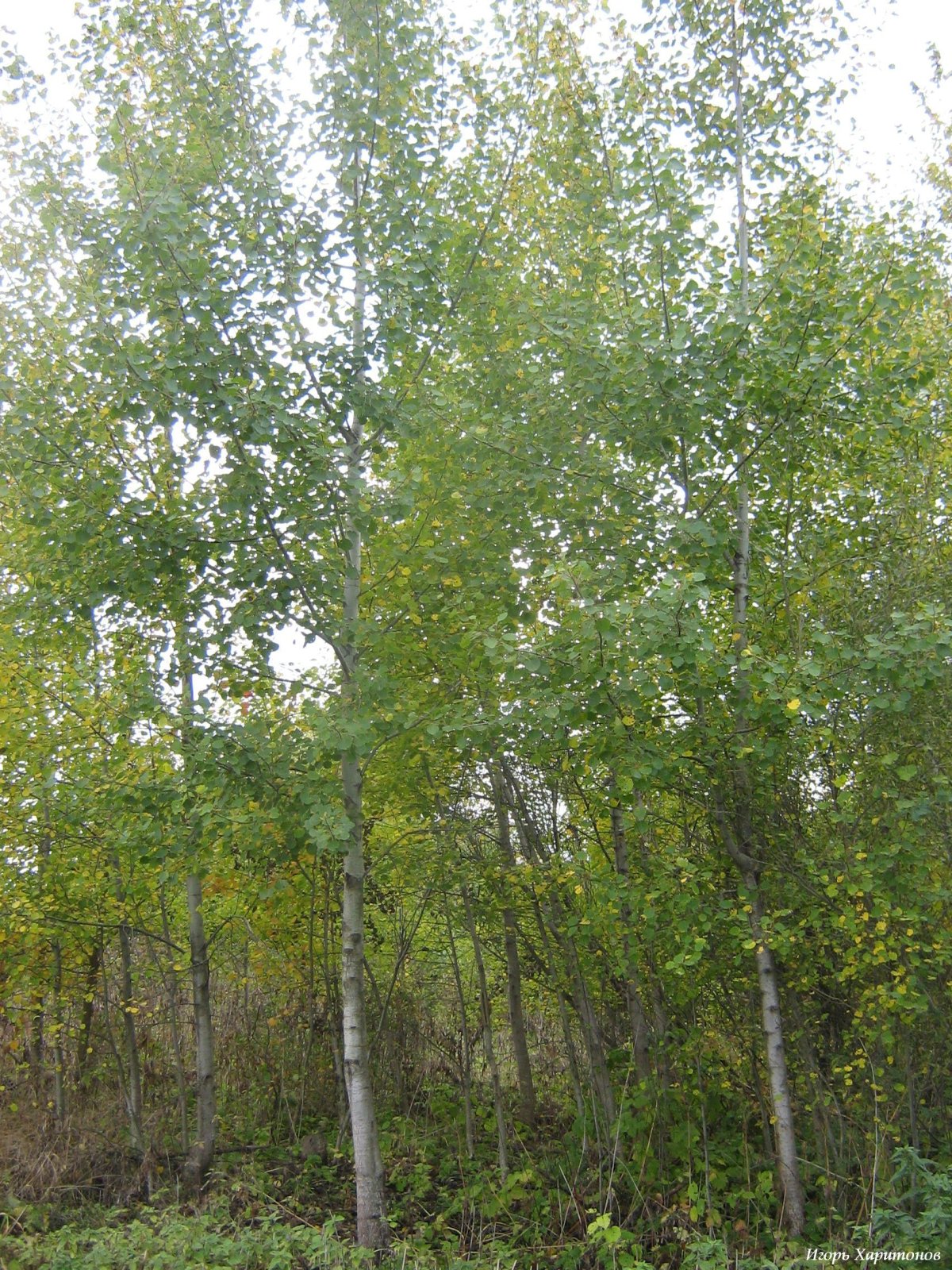 Дерево осина Сибирская