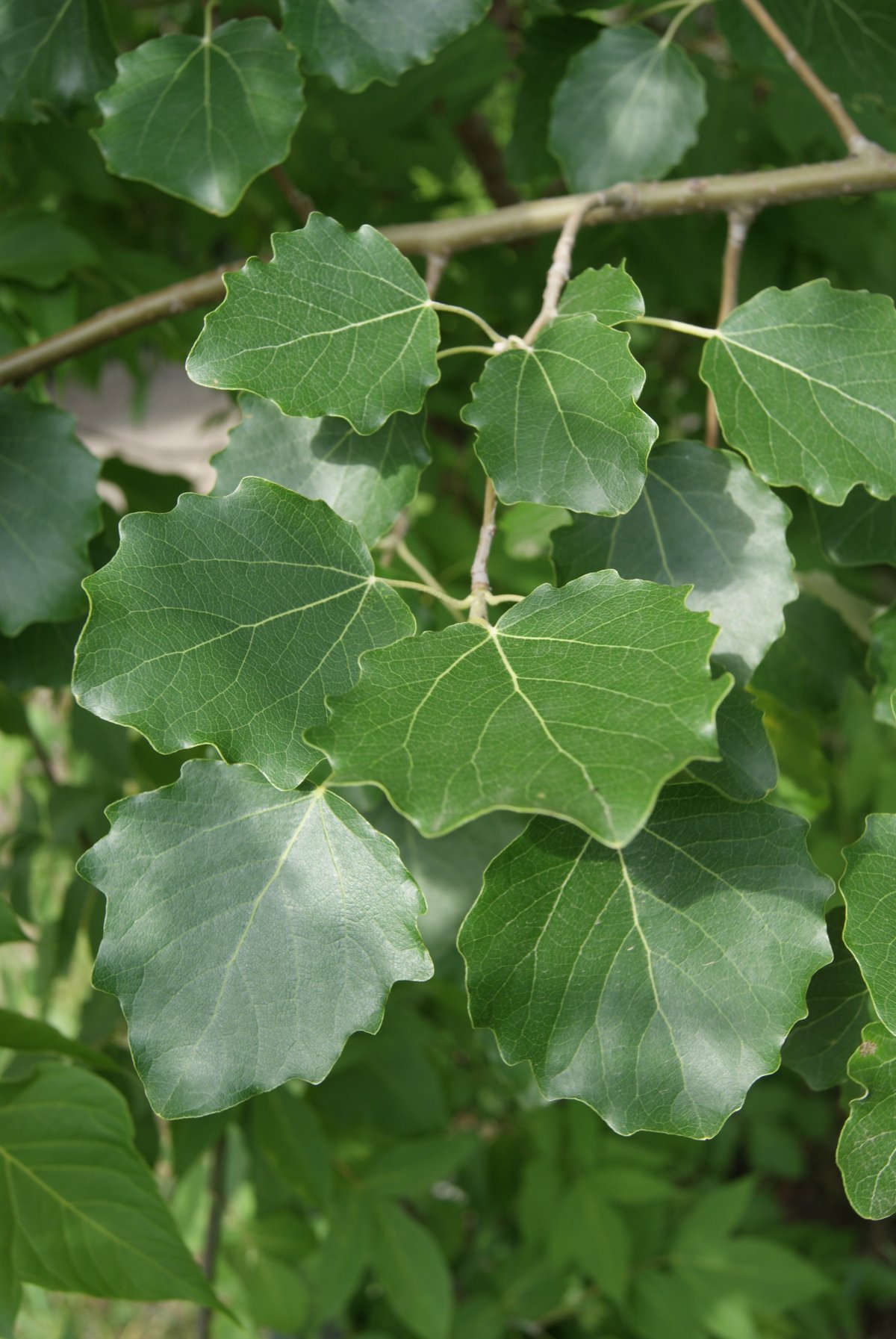 Осина (Populus tremula)