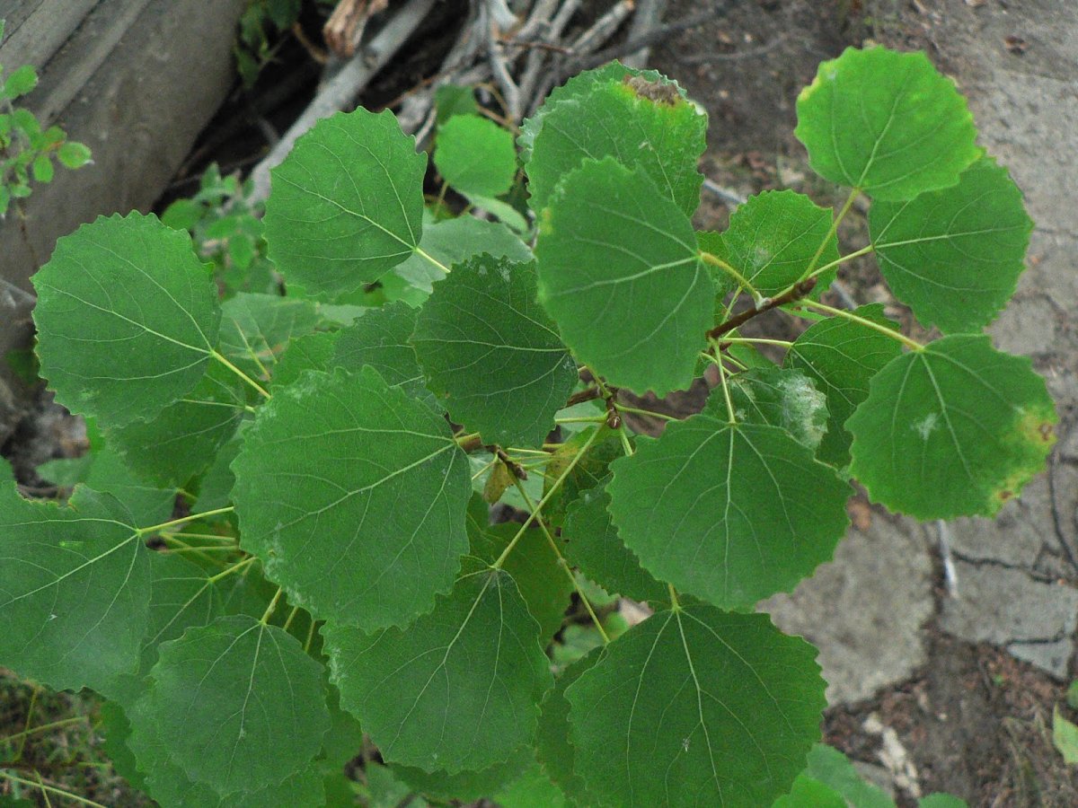 Осина обыкновенная (Populus tremula)