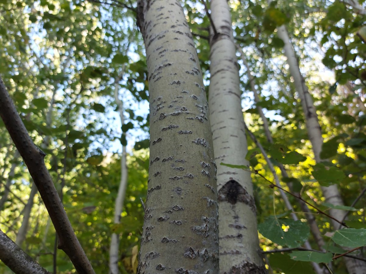 Тополь осина липа лиственные