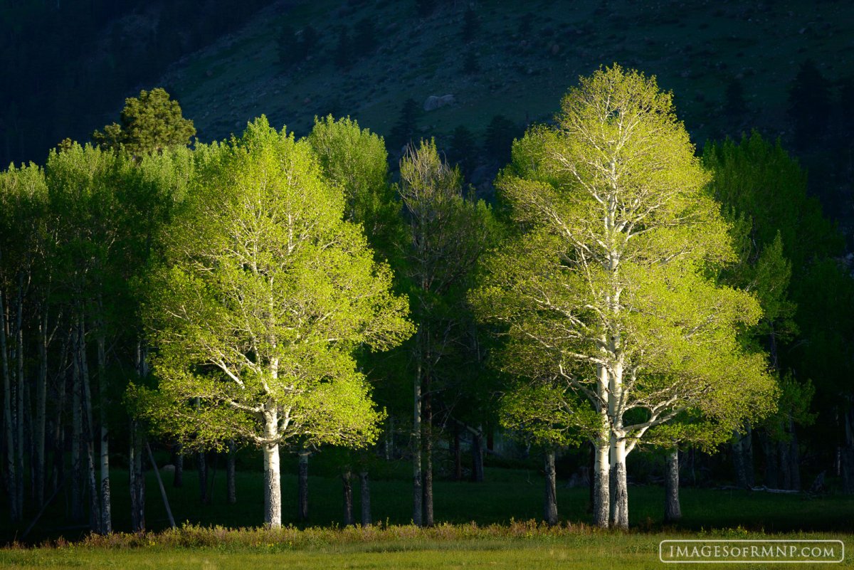 Осина на участке