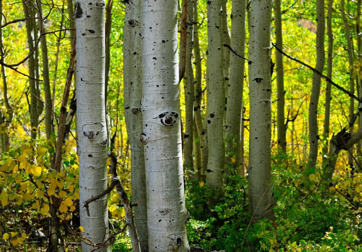 Канадская осина