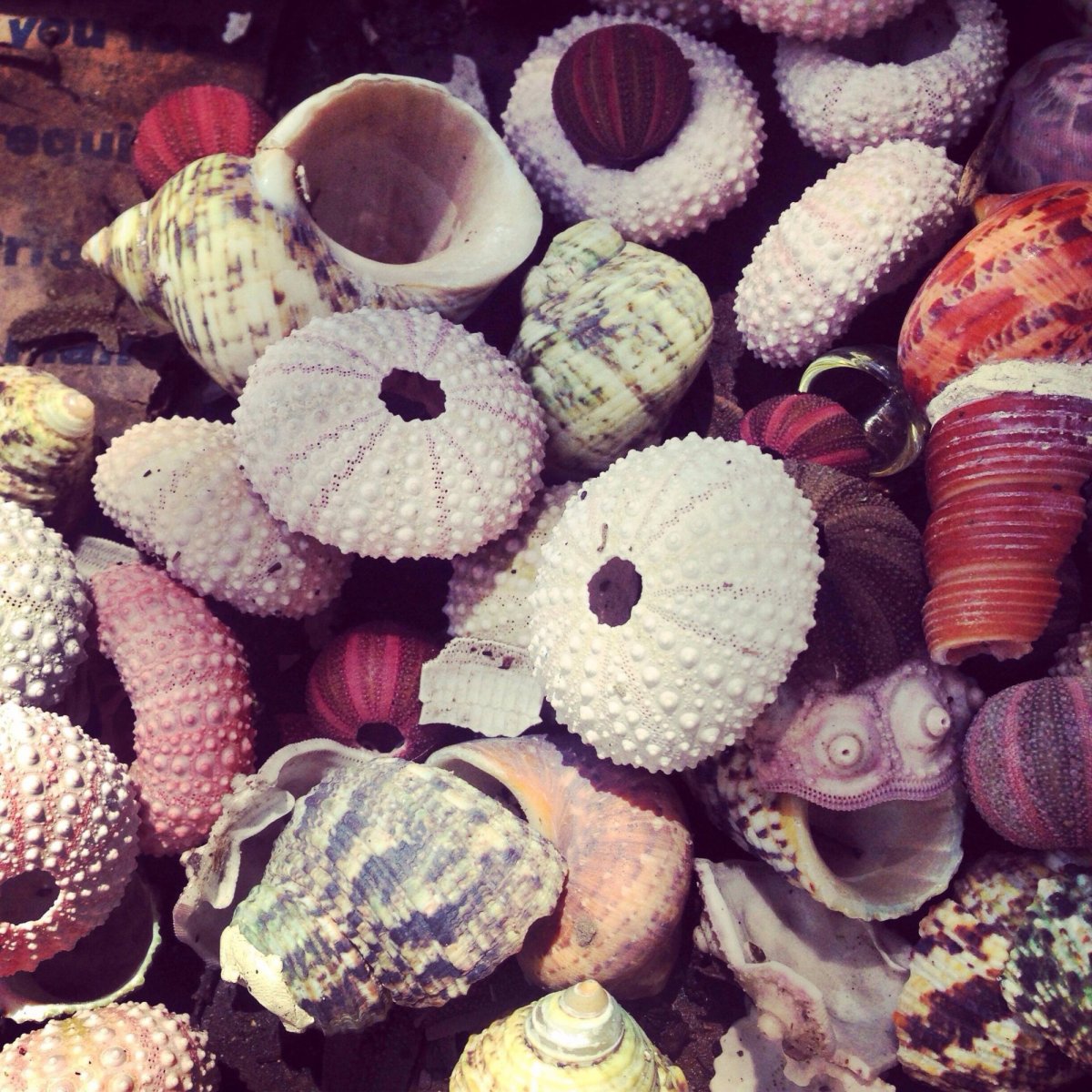 Смешная Ракушка