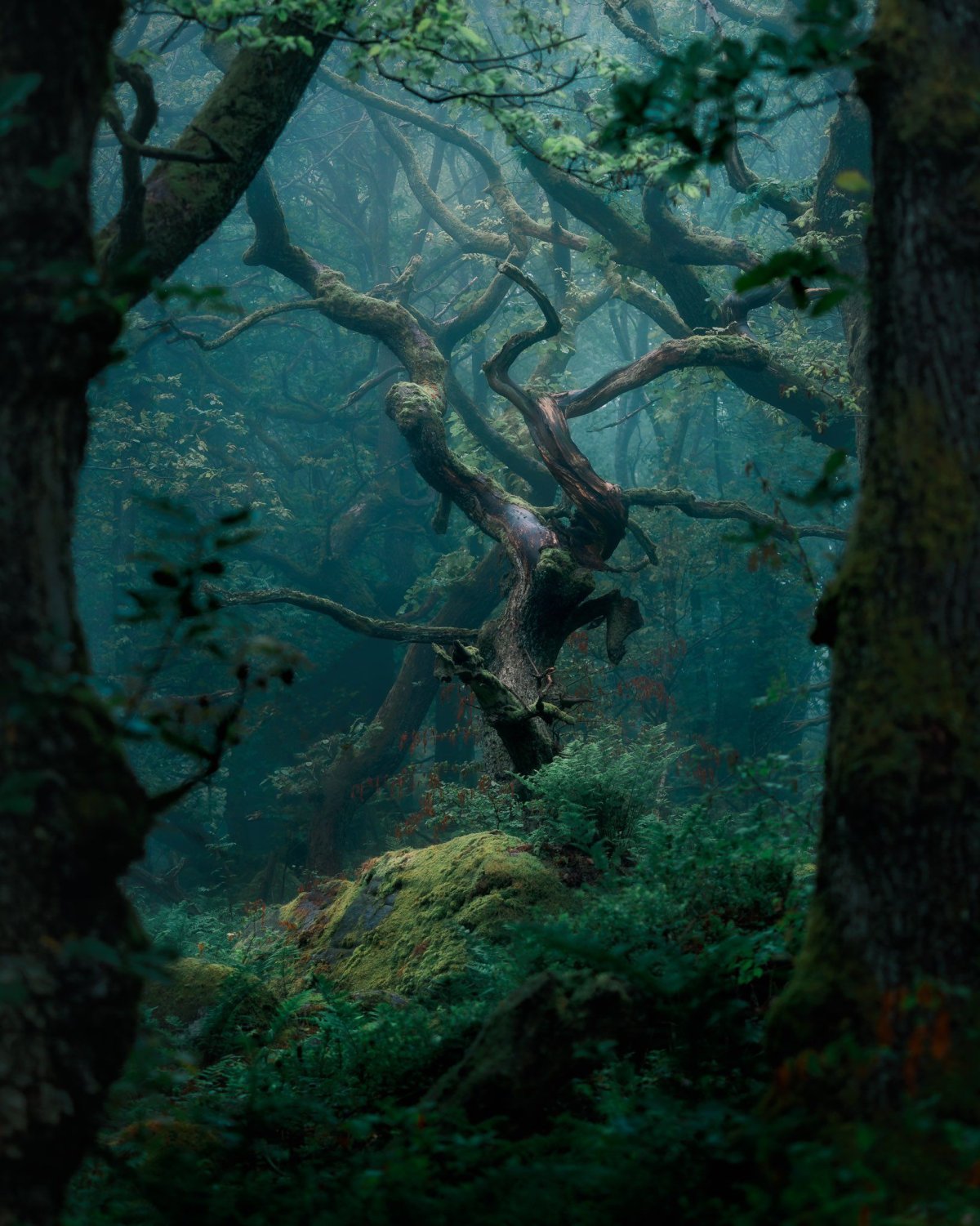 Загадочный лес