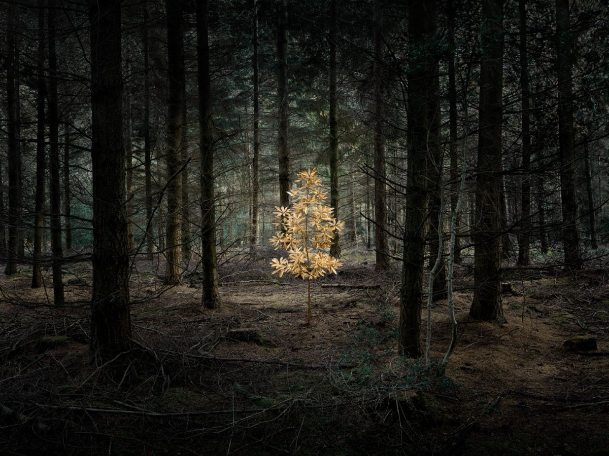 Сказочный лес