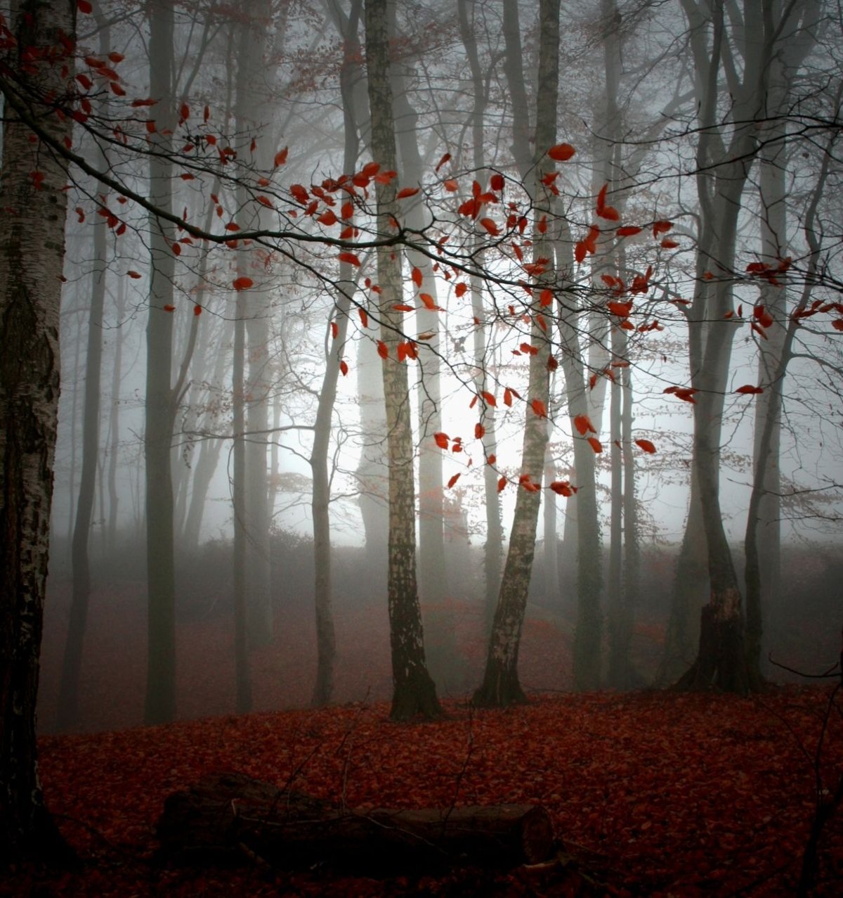 «Ночь в лесу»