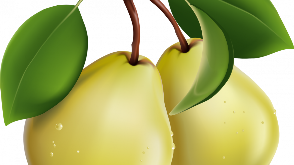 Груша дерево вектор