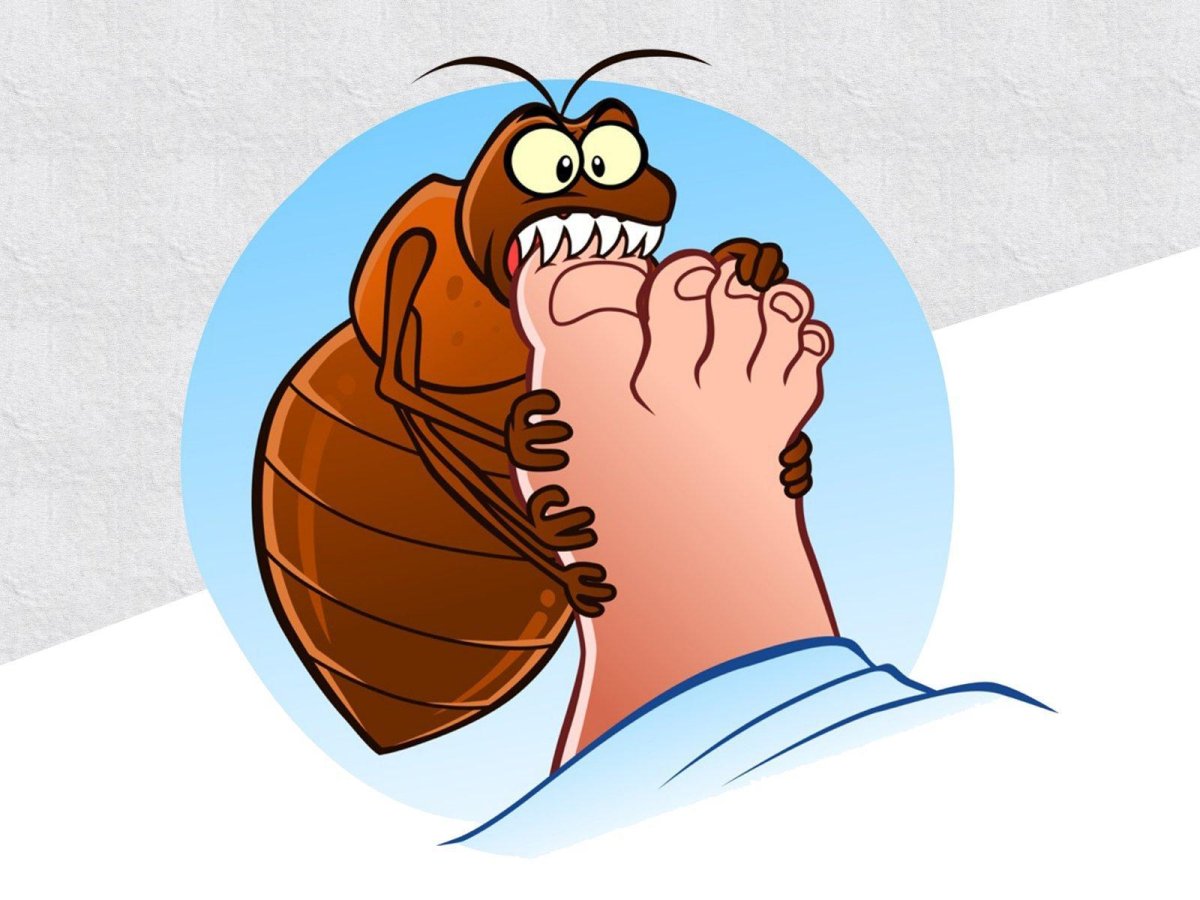 Мои таракашки