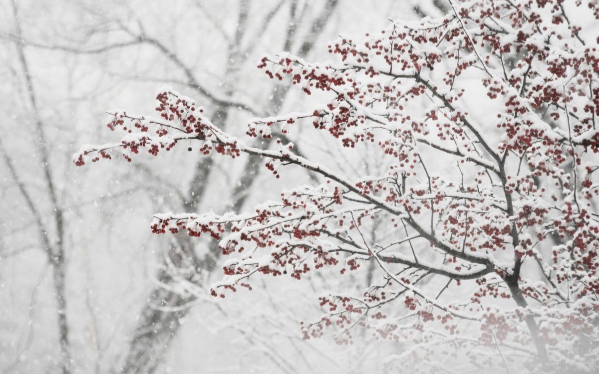Ветка дерева зимой