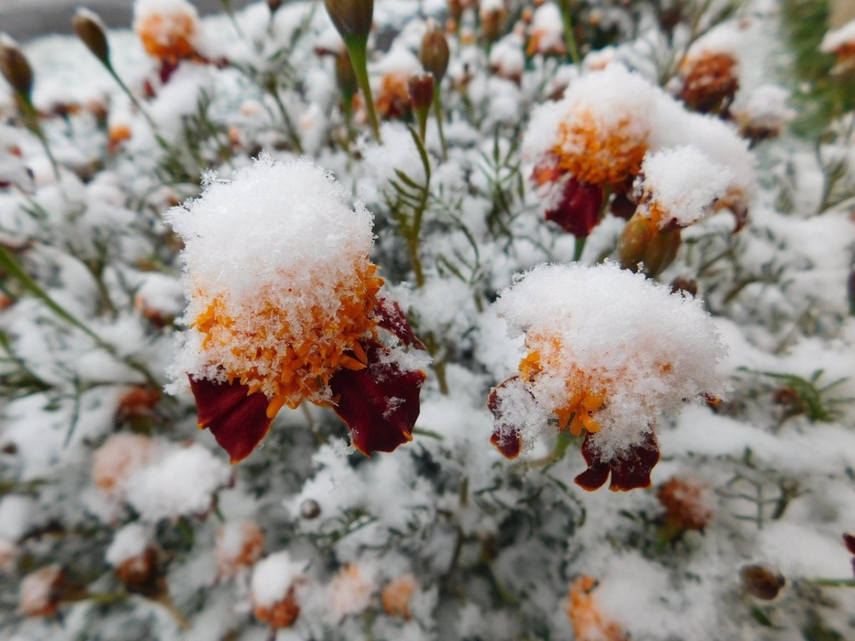 Первый снежок