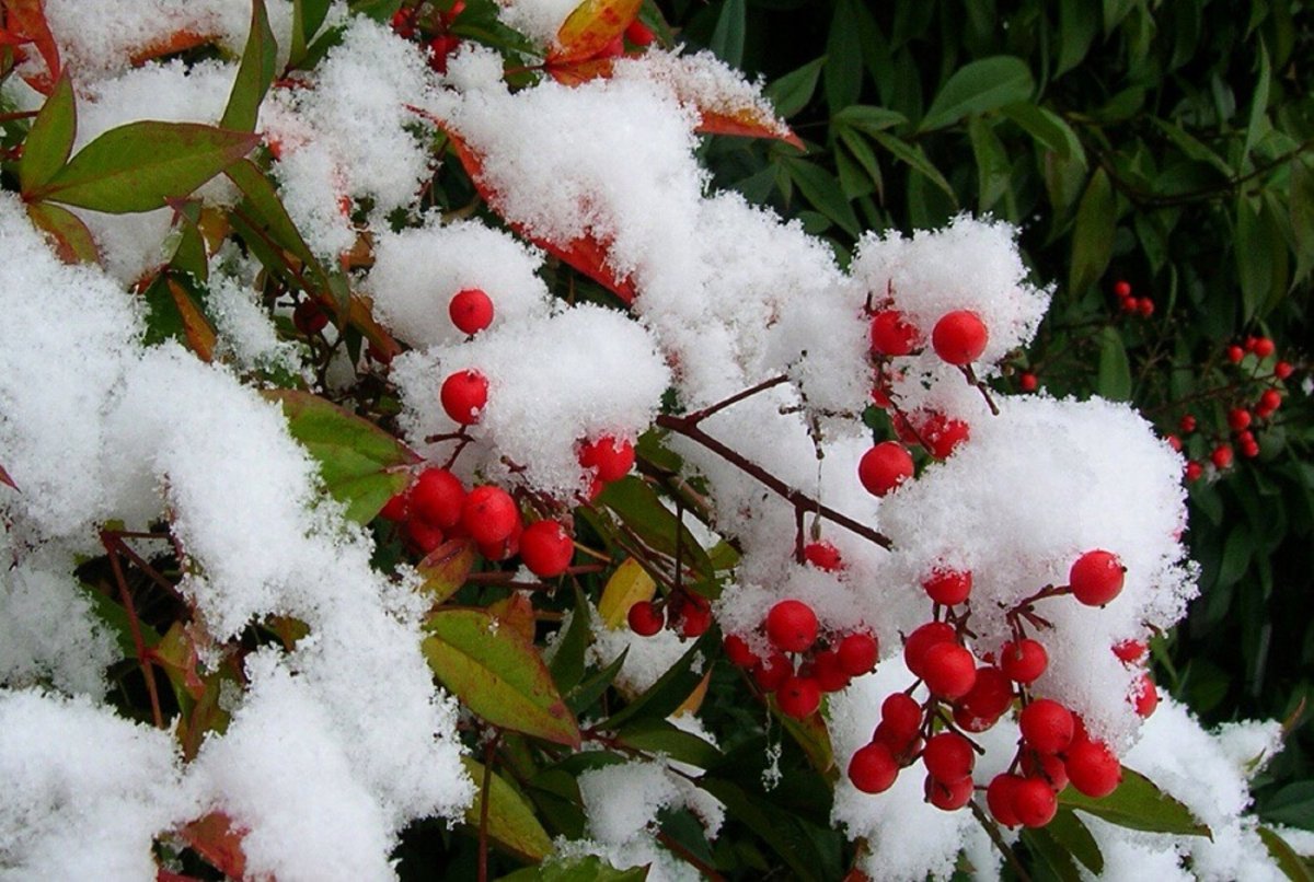 Первый снег фото красивые