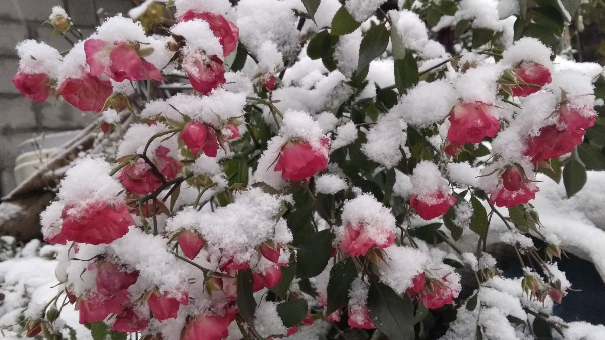 Первый снегопад