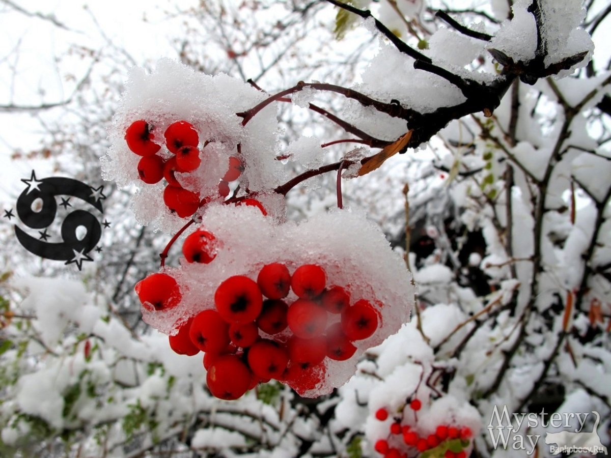 Рябина в снегу