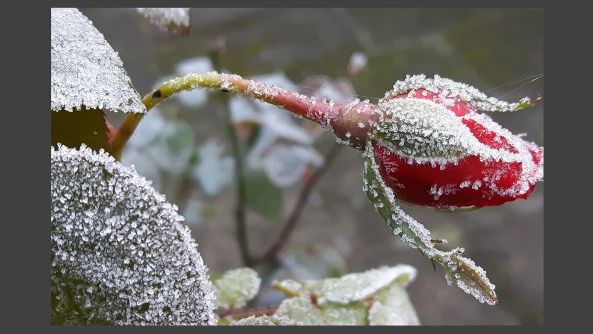 Первый снег