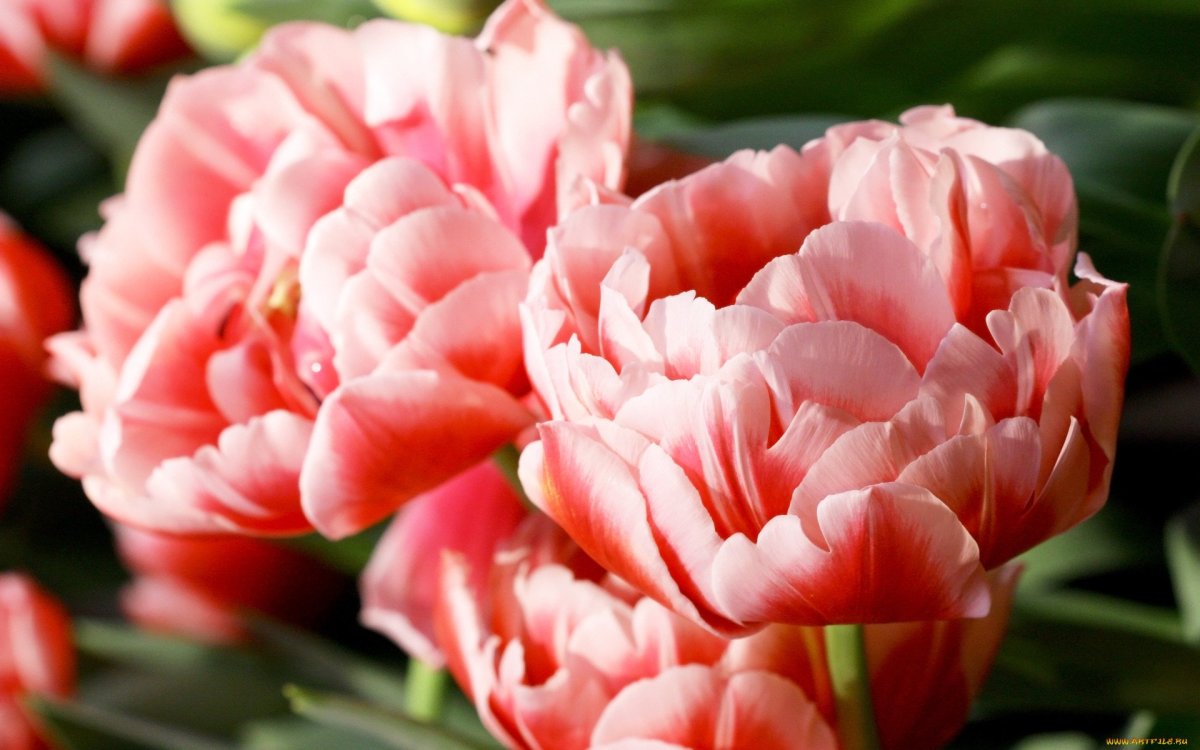 Тюльпан Миранда махровый