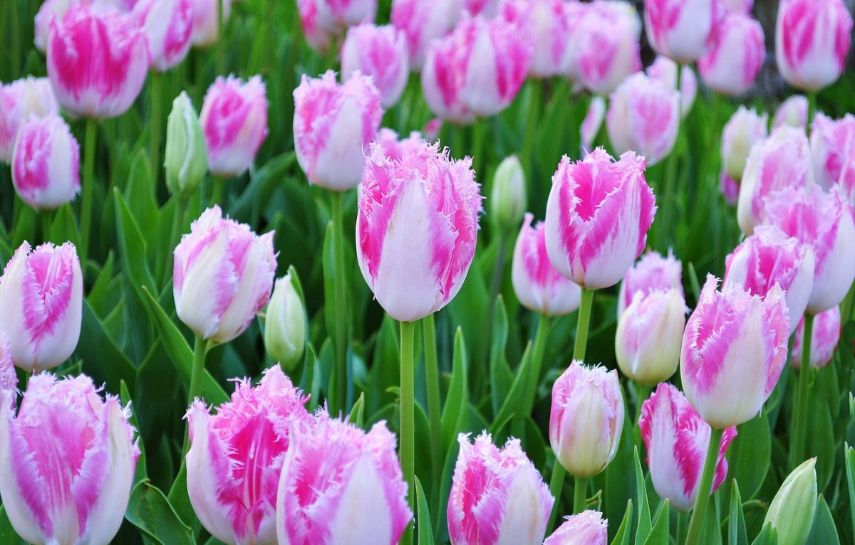 Пионы и тюльпаны