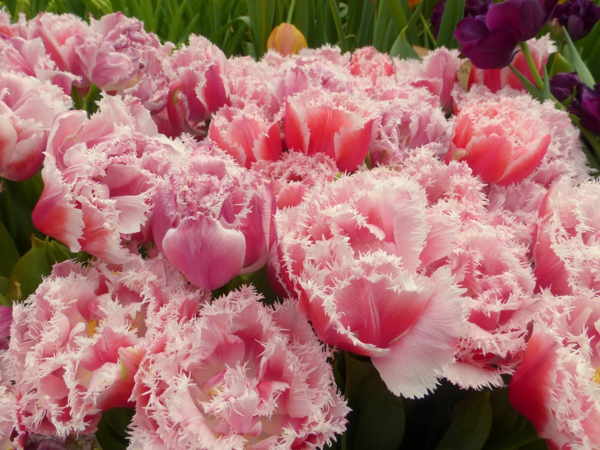 Тюльпан Фринджет Элеганс