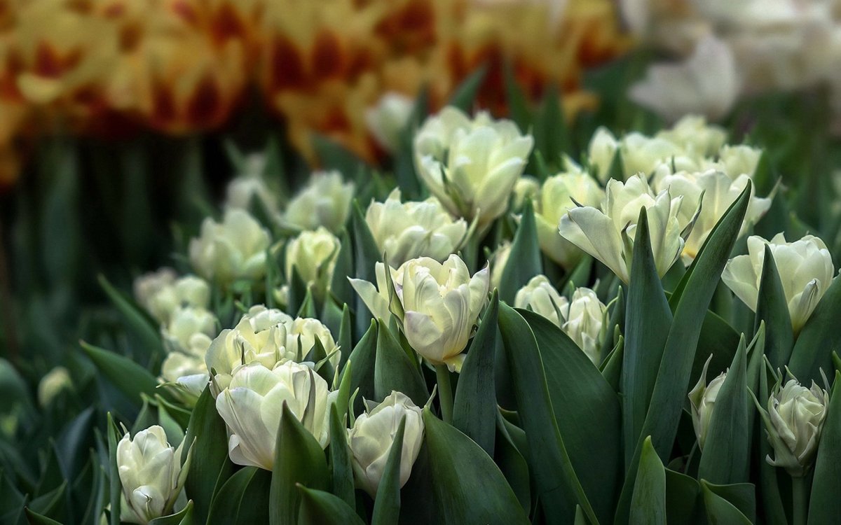 Тюльпан махровый ранний Foxtrot