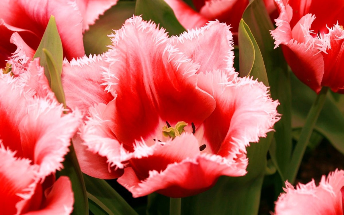 Тюльпан Криспион Свит