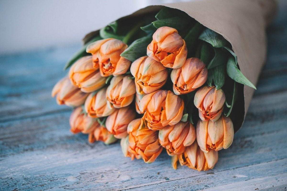 Тюльпан Даззлинг сенсейшен