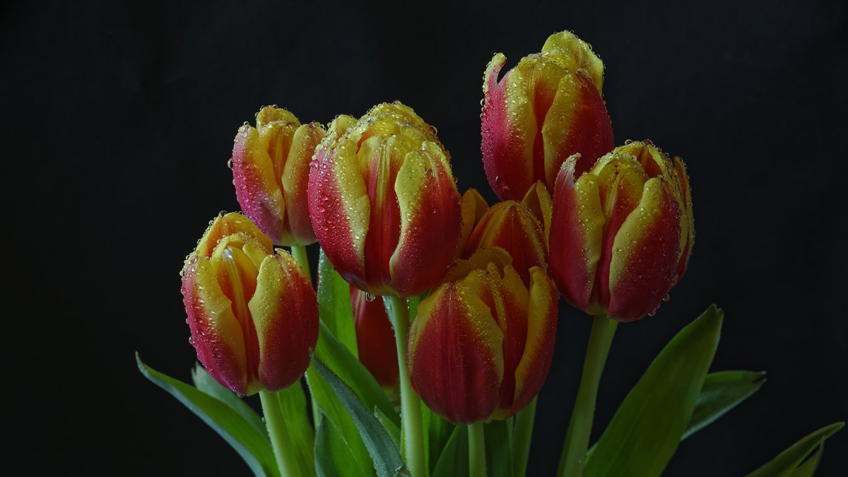 Тюльпаны 4к