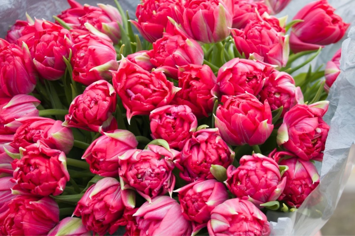 Тюльпан Вайолет Прана