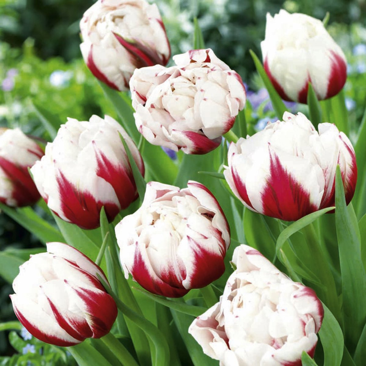 Тюльпан бахромчатый Брест