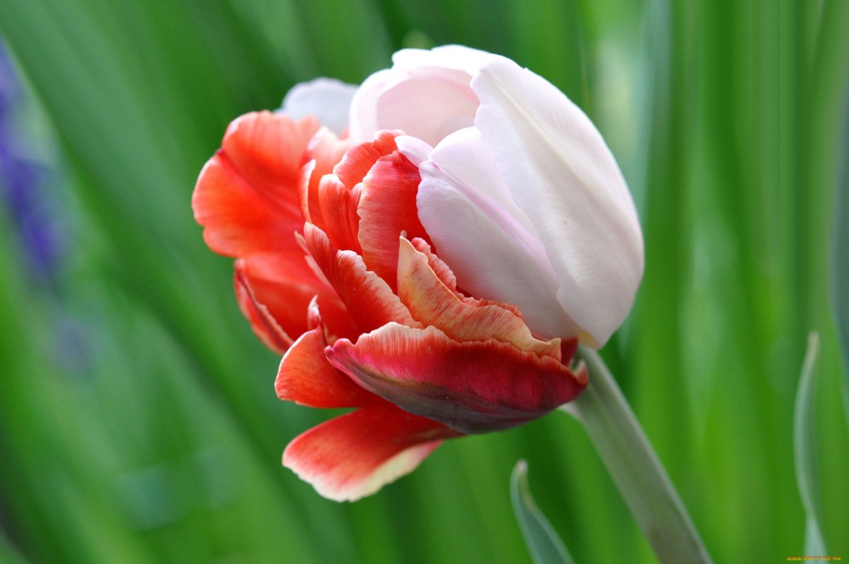 Монобукет - тюльпаны