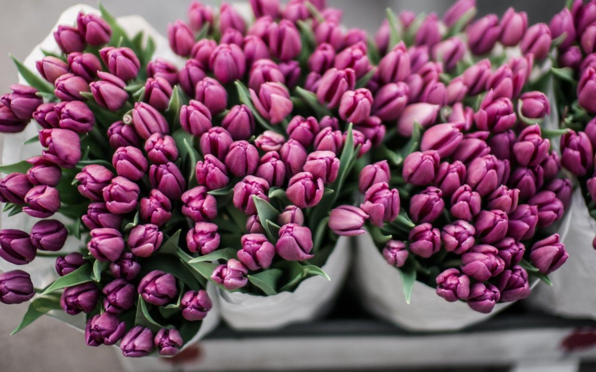 Тюльпан карнавал де найс