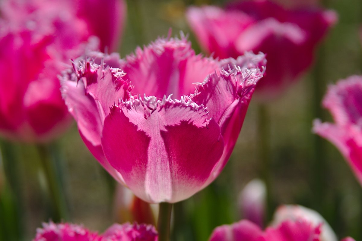 Тюльпан розовый десерт