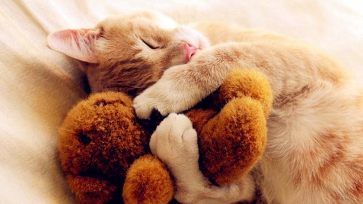 Милые спящие животные