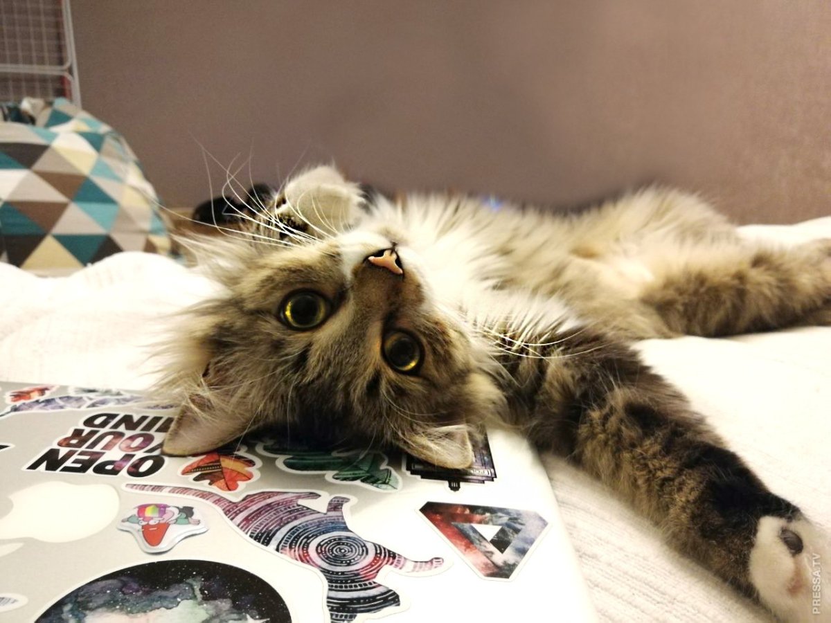 Романтического вечера анимация