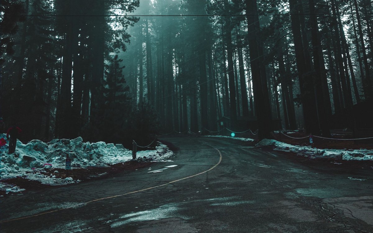 Эстетика леса