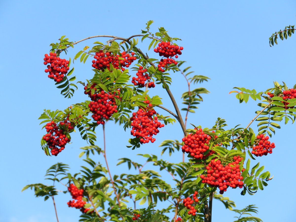 Гроздь рябины Рябинка