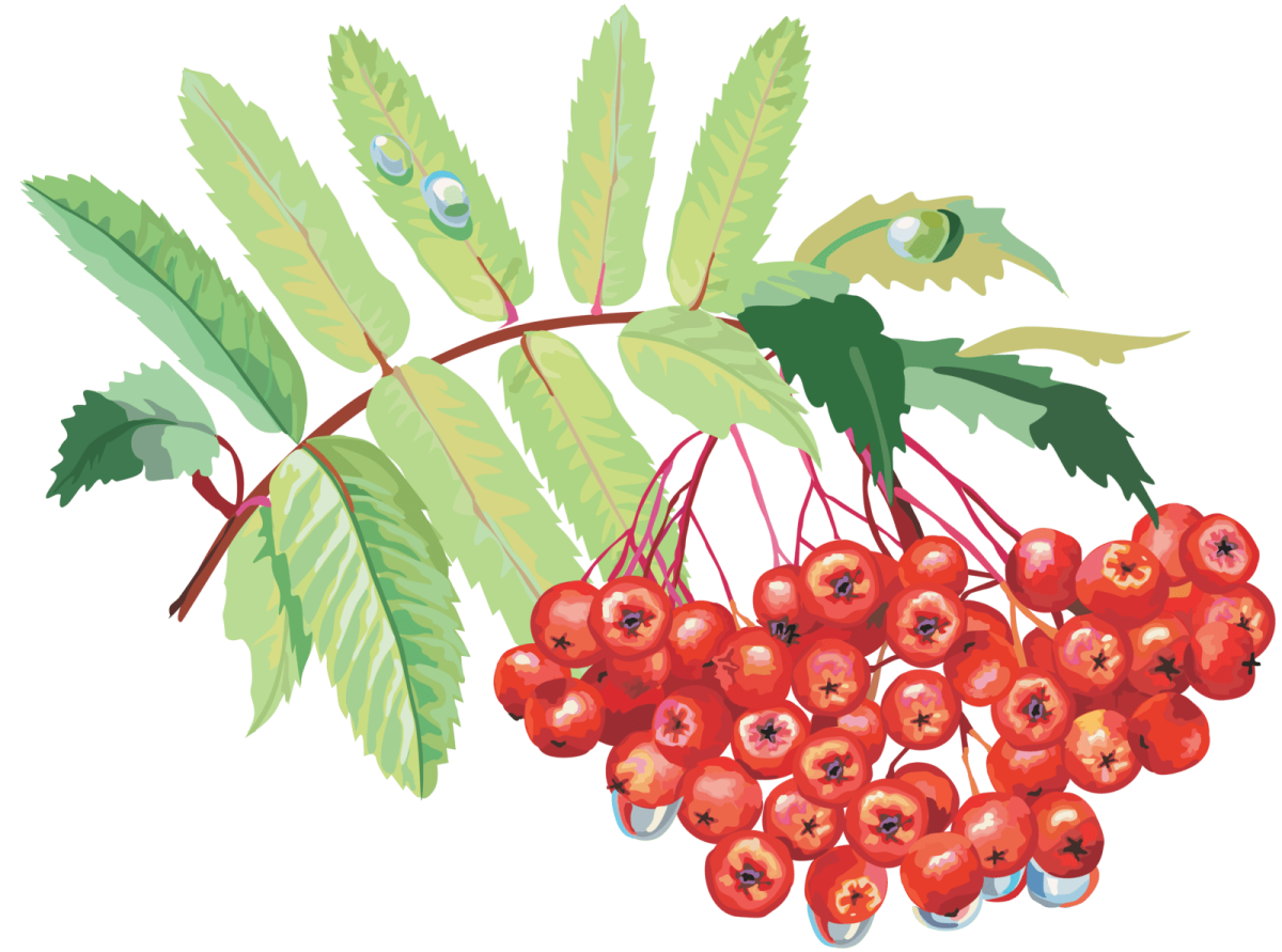 Рябина рисунок