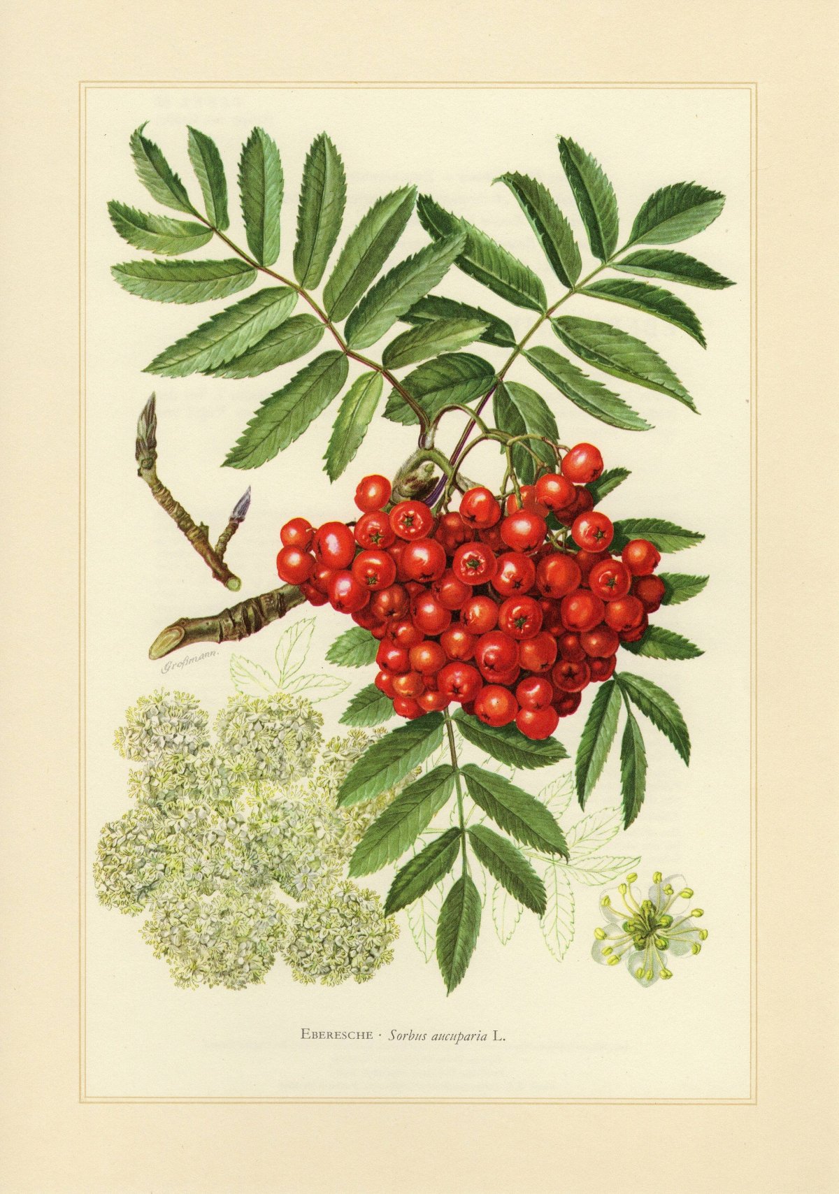 Рябина обыкновенная ГФ