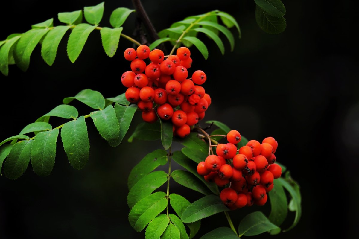 Гроздь рябины