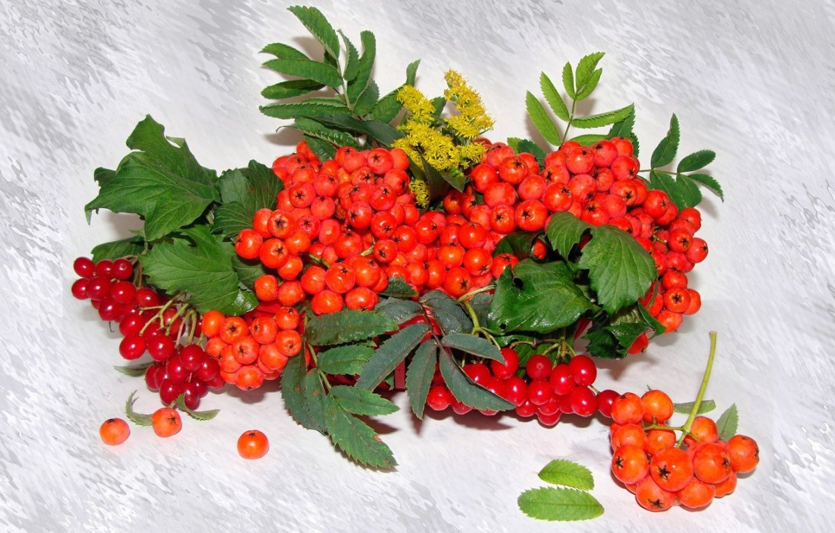 Рябиновые бусы