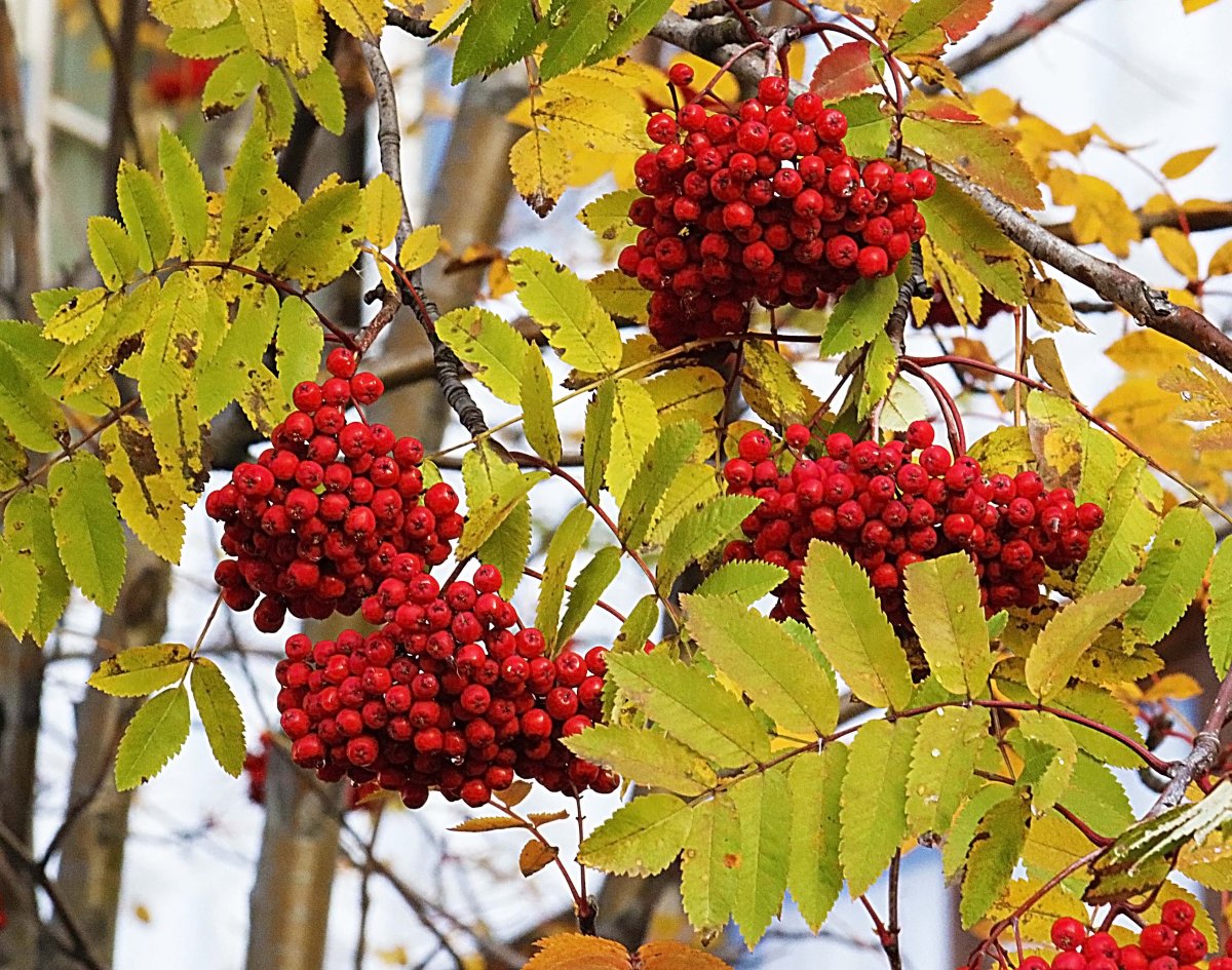 Рябина Вефед