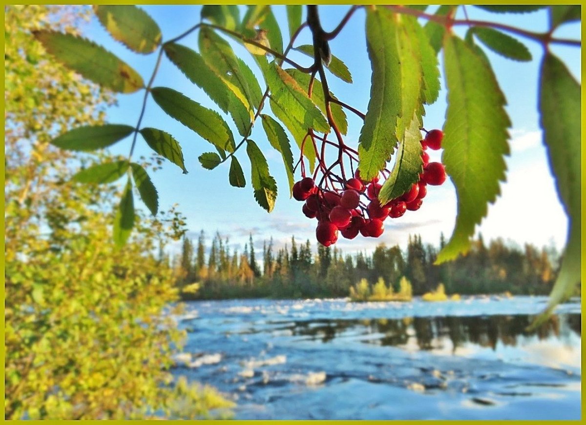 Кисть рябины