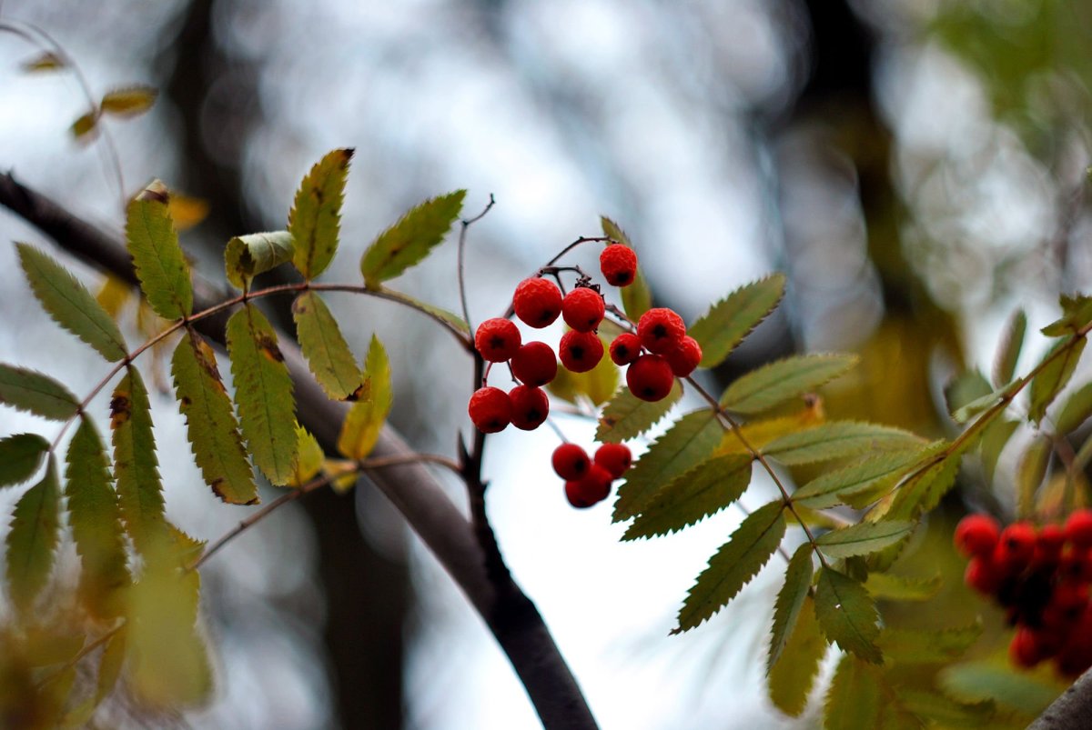 Рябина Моравская