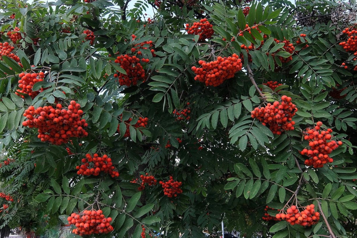 Рябина Амурская