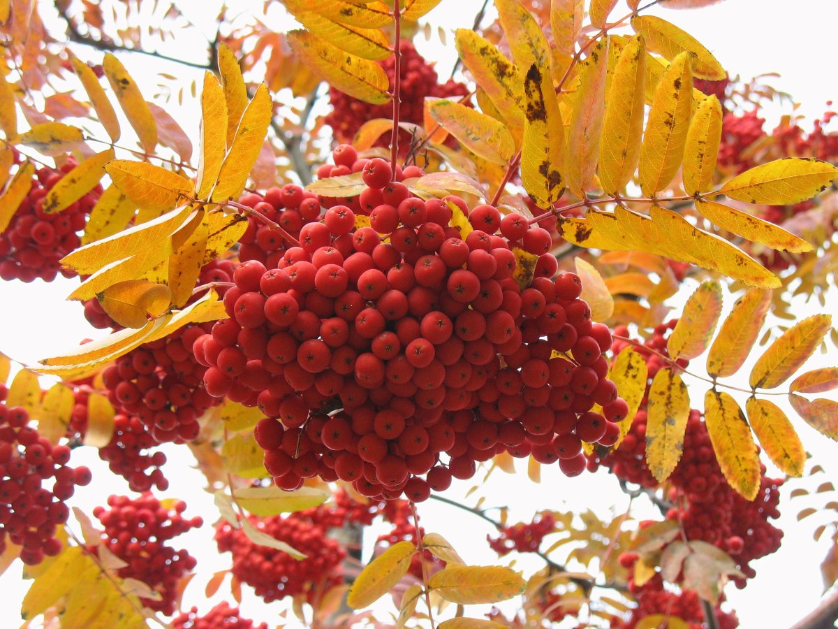 Осенняя рябина