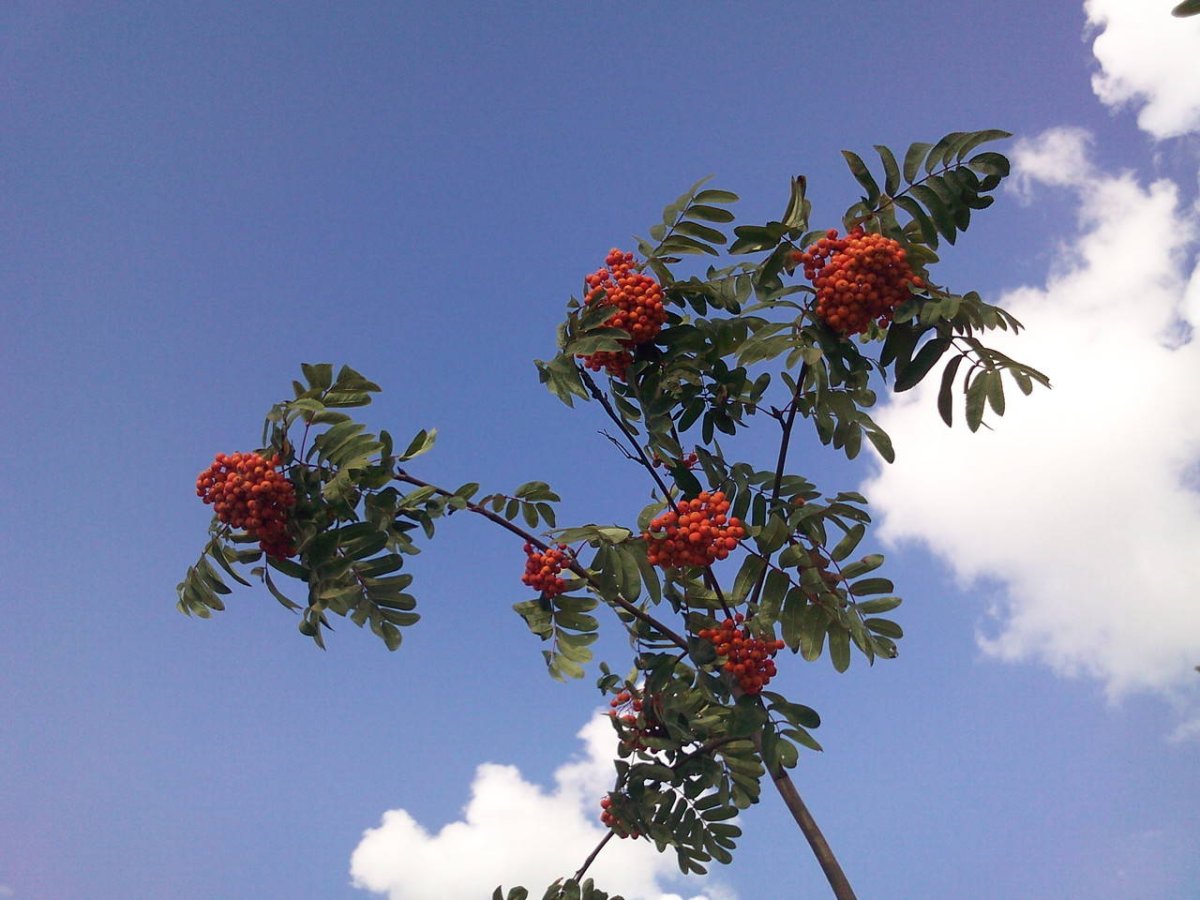 Рябина дерево