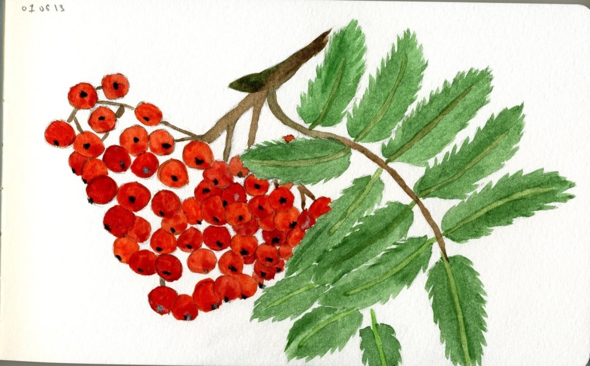 Ветка рябины рисунок